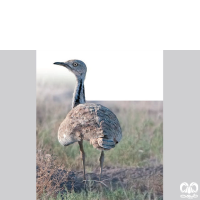 گونه هوبره Macqueenii Bustard